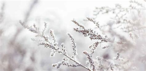 10 of the Best Winter Haiku Poet Lovers Must Read - Poem Analysis