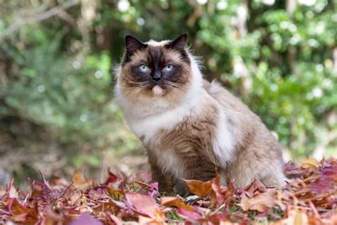 Mèo Ragdoll: Nguồn gốc, đặc điểm, cách nuôi và bảng giá - Vua Nệm