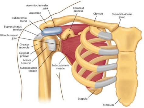 Common Causes of Pain in Left Shoulder