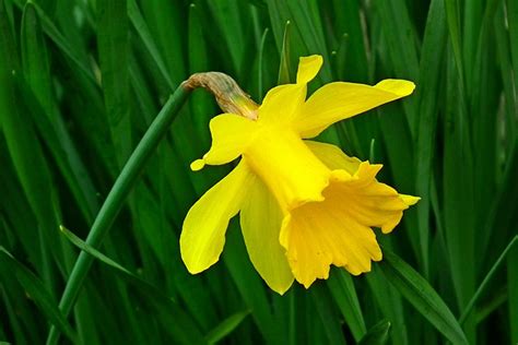 Narcissus Flowers Yellow - Free photo on Pixabay