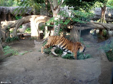 Japan's Oldest Zoo Is Ueno Zoo In Tokyo