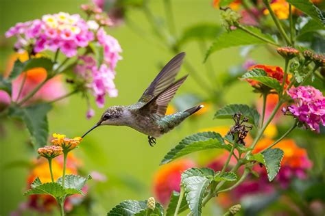 Download Flower Close-up Bird Animal Hummingbird HD Wallpaper