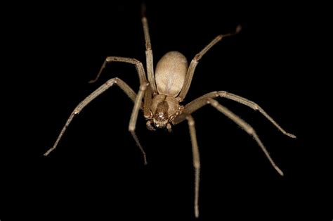 Brown recluse spider - Wikipedia