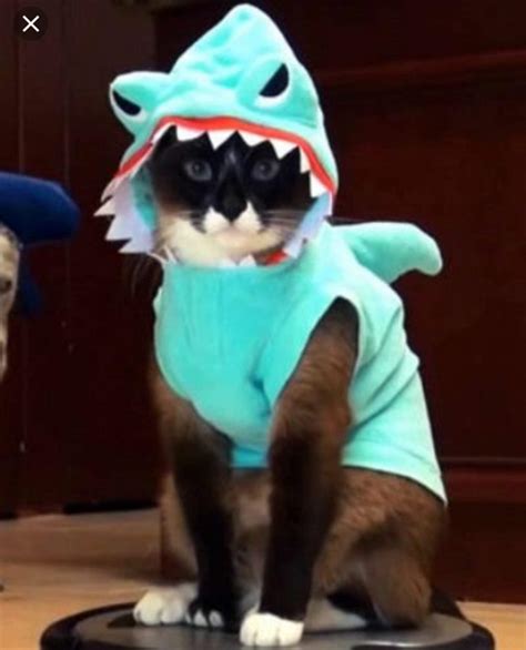 Cat shark costume | Wiki | 🐱Cats Amino 🐱 Amino