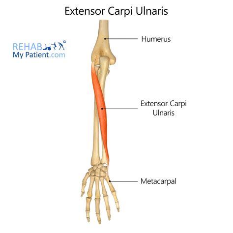 Extensor Carpi Ulnaris | Rehab My Patient