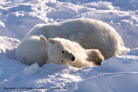 Starving polar bear family, two cubs die, most likely due to climate change