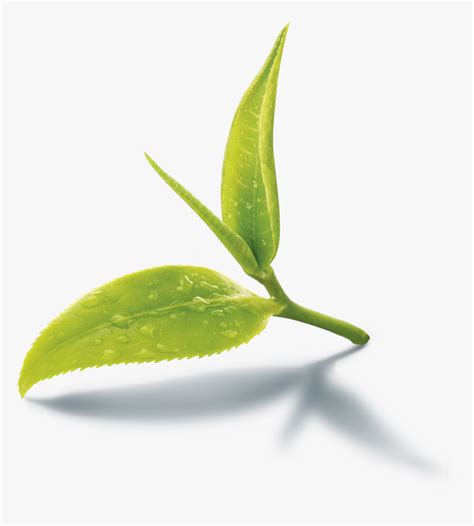 Images Of Black Tea Leaves Png - Green Tea Leaf Png, Transparent Png - kindpng