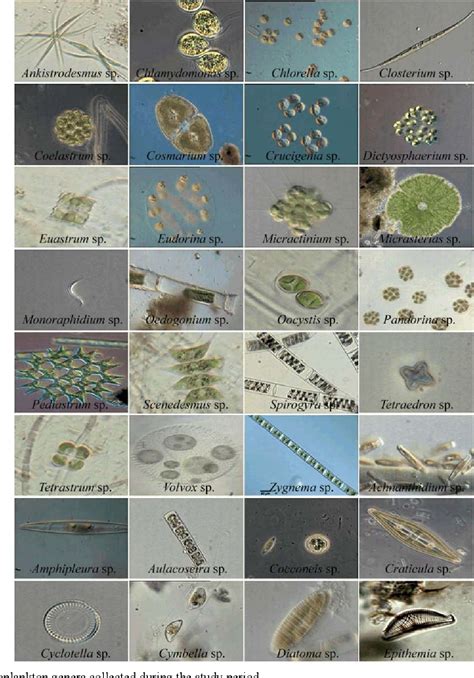 Freshwater Zooplankton Identification Guide