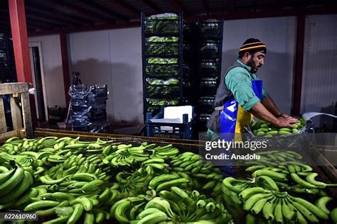 Banana Harvest Photos and Premium High Res Pictures - Getty Images