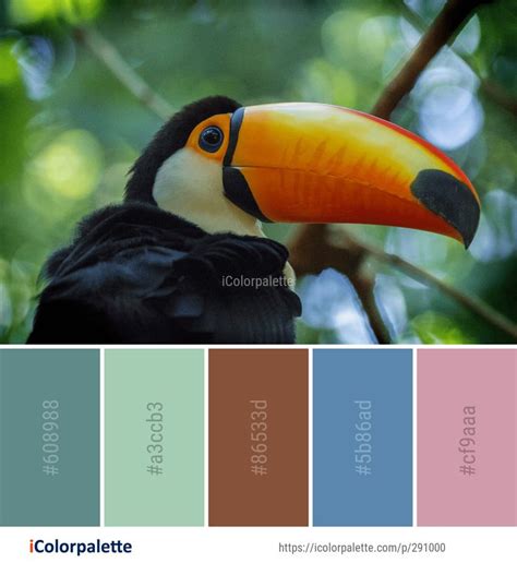 Color Palette Ideas from Toucan Bird Beak Image | iColorpalette | Color palette, Color, Color ...