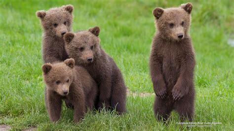 European Brown Bear Cubs, Sweden | Bear cubs, Brown bear, Bear stuffed ...