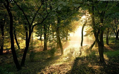 forest, Trees, Nature Wallpapers HD / Desktop and Mobile Backgrounds