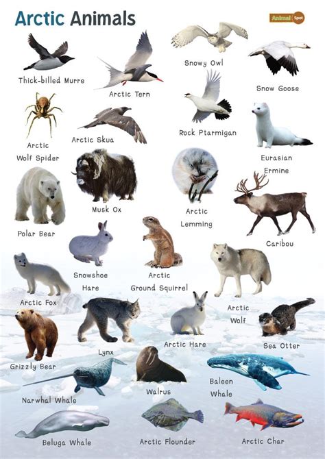 Top 118 + Polar region animals chart - Inoticia.net