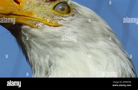 Bald eagle close-up Stock Video Footage - Alamy