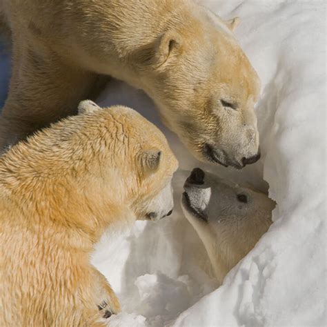 Polar Bear | San Diego Zoo Animals & Plants