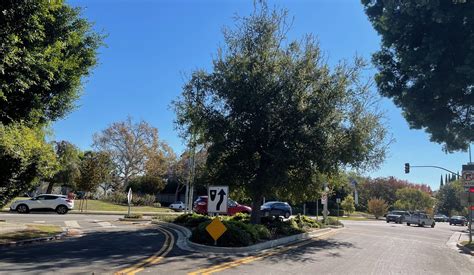 Pruning an Oak Tree, When, and If, You Should Do It - Larchmont Buzz - Hancock Park News