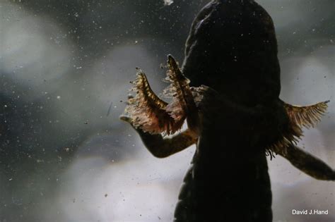 Marbled Salamander 1 [Ambystoma opacum] - David J. Hand's Nature Photos