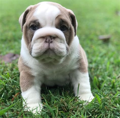 English Bulldog Puppies For Sale | Pikeville, KY #308422