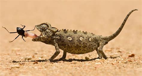 Amazing Reptiles Inhabiting The Sahara Desert – Unique Nature Habitats