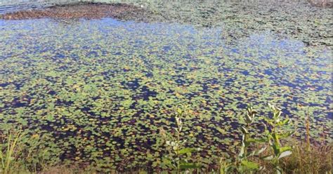 Invasive Aquatic Plants: Lake Weed Control