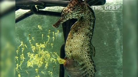 Watch a Seahorse Give Birth to 2,000 Babies