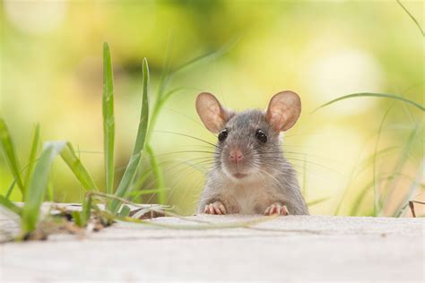 Mice vs. Rats as pets. Which one is the one for you? | Small Pet Select