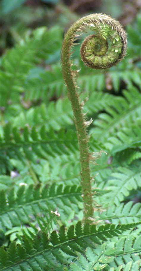 fern fronds | everyday nature trails | Fern frond, Ferns, Botanical painting