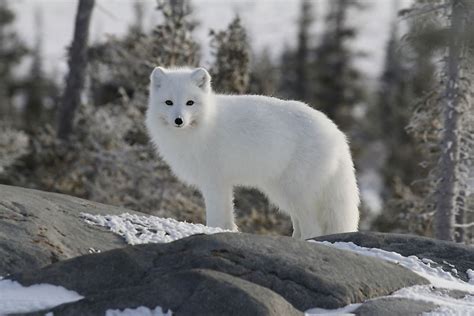 The Twelve Species Of True Foxes - WorldAtlas