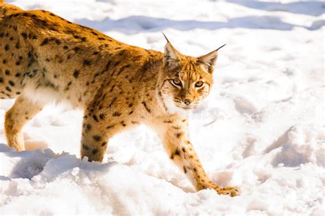 Lynx on the snow stock image. Image of coat, cold, spotted - 157071729