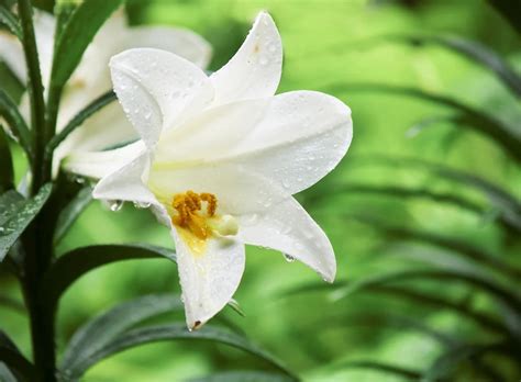 Easter Lily Care And Planting - Growing Easter Lily Plants Outdoors