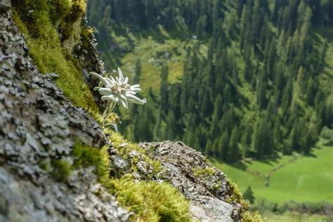 Edelweiss Flowers: An In-Depth Look at Their Meaning, Symbolism, and Cultural Significance ...