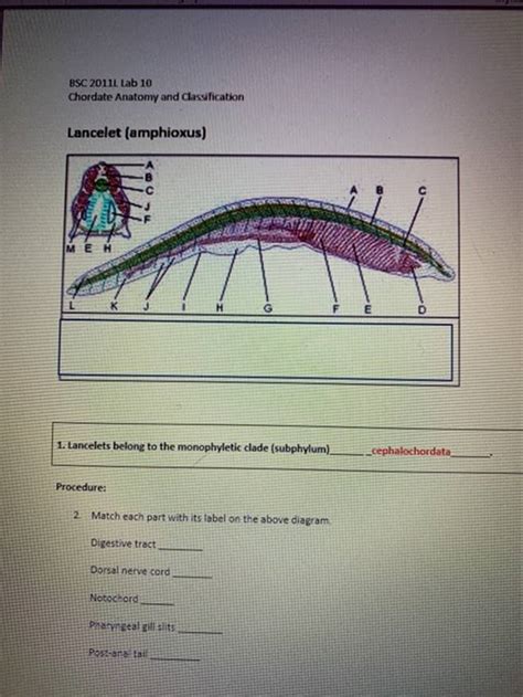 (Get Answer) - BSC 2011 Lab 10 Chordate Anatomy And Classification Lancelet...| Transtutors