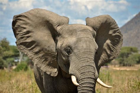 Elephant- All Ears stock photo. Image of ears, poaching - 28379418