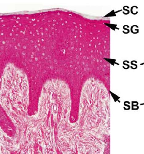 Mucogingival Junction Histology