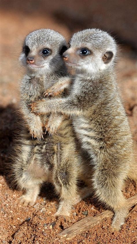 Baby Animals Hugging Each Other