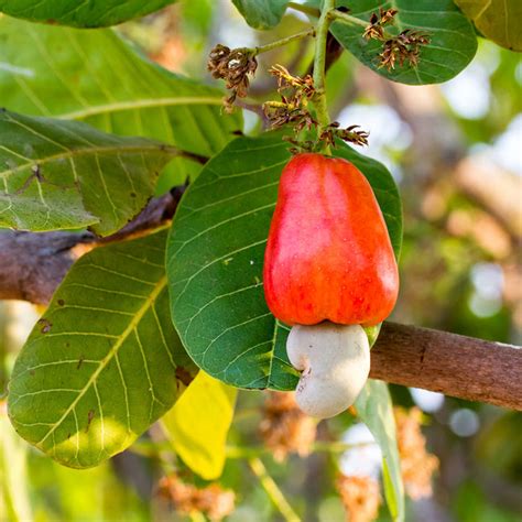 Cashew Trees for Sale – FastGrowingTrees.com