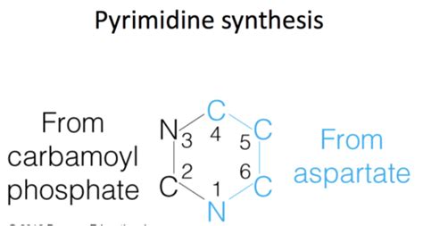 Pyrimidine Synthesis Flashcards | Quizlet