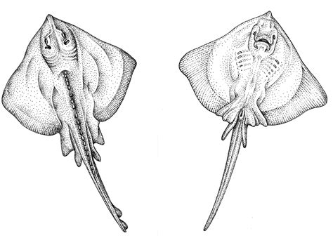 Stingray Anatomy Diagram