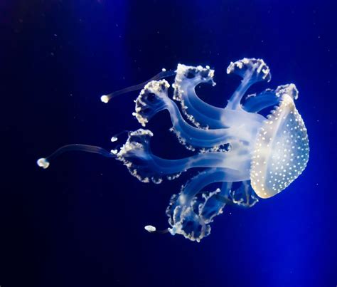 10 Extraordinary Jellyfish Species