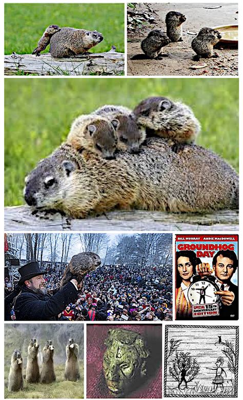 How Much Wood Can a Woodchuck Chuck?