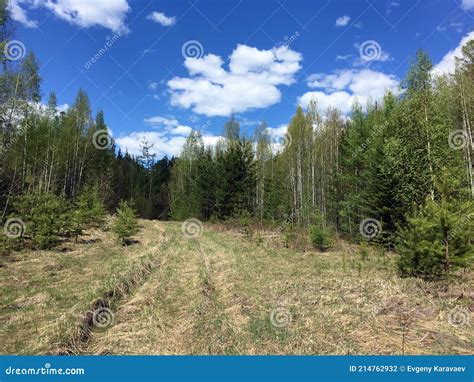 An Abandoned Road in the Forest Stock Photo - Image of dark, ship: 214762932