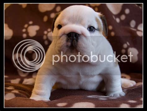 Puppies Pictures: Bulldog Puppies Pictures