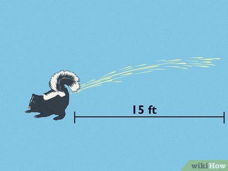 How Far Can a Skunk Spray? All Your Questions Answered