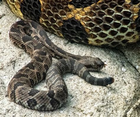 Discover Timber Rattlesnake Bite