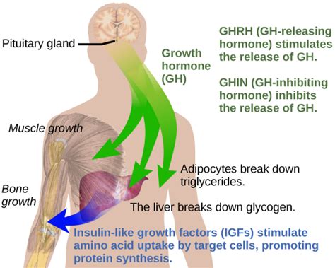 Growth Hormone Deficiency | Med-Health.net