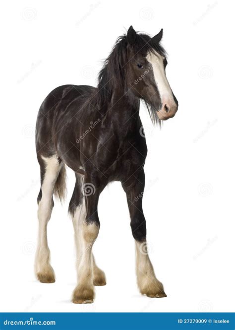 Shire Horse Foal Royalty Free Stock Images - Image: 27270009