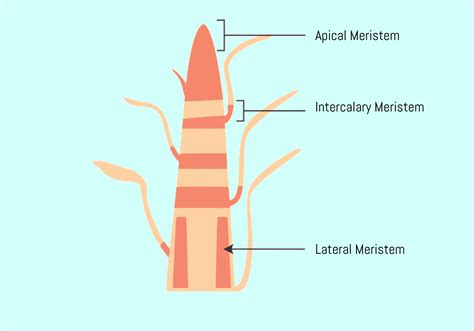 Intercalary Meristem Grass