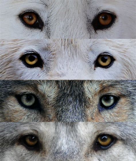 Wolf Eyes Color