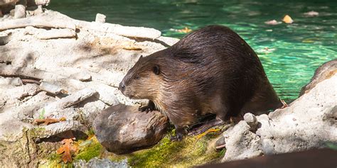 Beaver | Smithsonian's National Zoo and Conservation Biology Institute