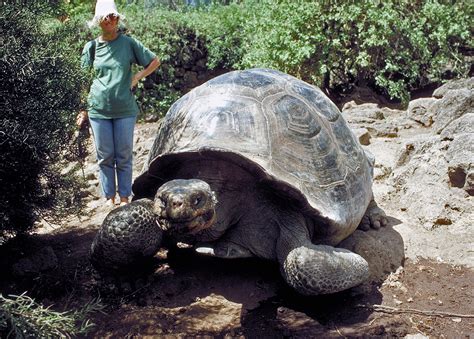 Galapagos Pictures, Giant Tortoises